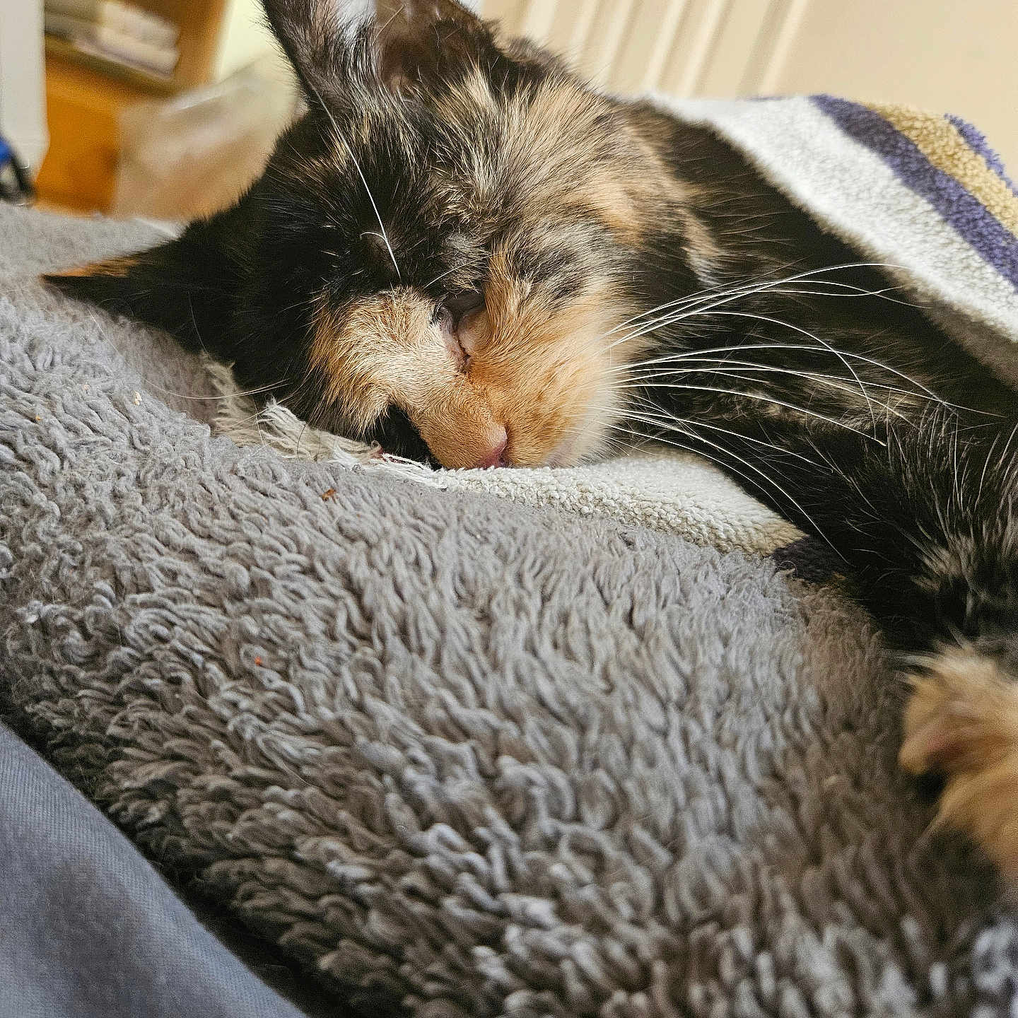 Patches joined the competition — help win amazing prizes! animal, blanket, calico_cat, cat, close_up, comfort, cozy, feline, furniture, furry, home, indoor, nap, pet, relaxation, resting, sleeping, soft_texture, towel, whiskers