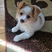 Taz joined the competition — help win amazing prizes! puppy, dog, cute, fluffy, pet, animal, indoor, carpet, pattern, brown, white, small, young, fur, ears, floor, sunlight, relaxed, looking, adorable