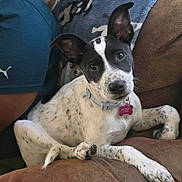 Stormy is registered to the contest to win money with this photo: puppy, dog, black_and_white, couch, blanket, indoor, pet, collar, tag, curious, relaxed, person, blue_shirt, puma_logo, fur, ears, head_tilt, close_up, domestic_animal, comfort