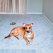 Missy is registered to the contest to win money with this photo: dog, brown_dog, carpet, bone, toy, indoor, pet, animal, ears_up, looking_at_camera, minimalist_room, vertical_blinds, light_gray_carpet, relaxed, laying_down, front_paws, snout, fur, domestic_animal, floor