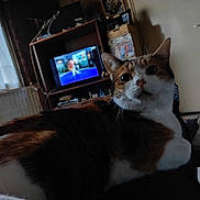 Brenda participe au concours pour gagner de l'argent avec cette photo : animal, black, brown, cat, closeup, couch, cozy, curtains, door, furniture, home, indoor, living_room, pet, relaxed, tabby, television, white, window, wooden_shelf