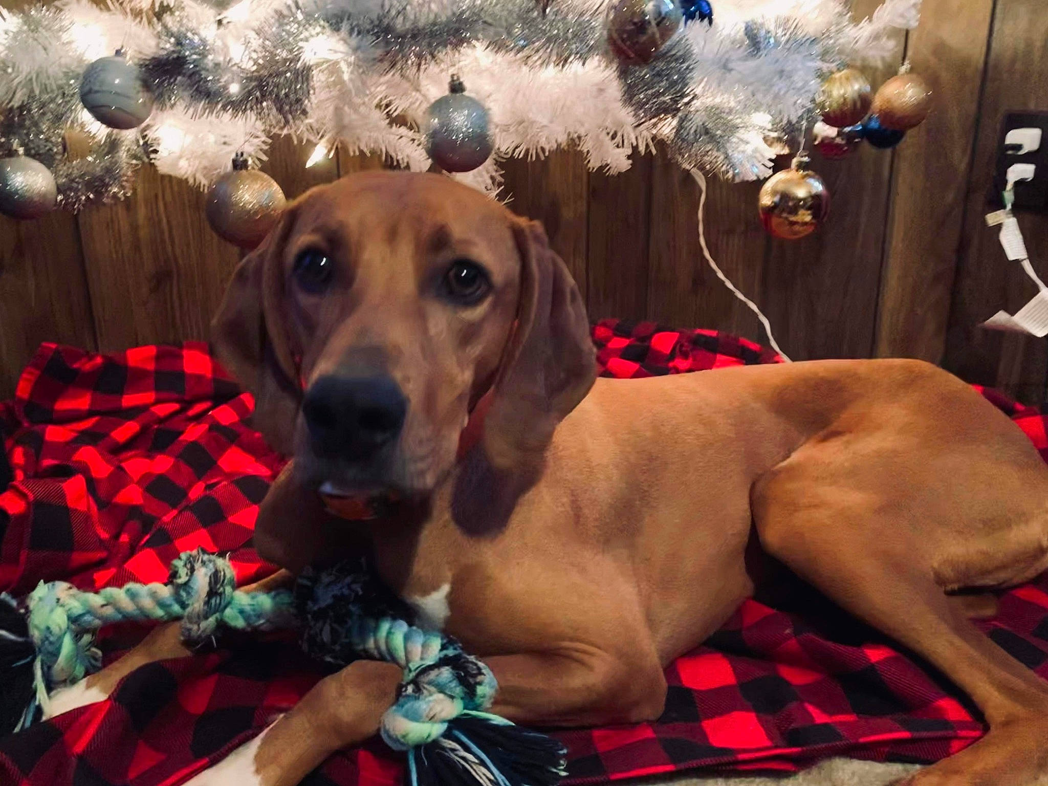 Duke is registered to the contest to win money with this photo: carnivore, collar, comfort, companion_dog, dog, dog_breed, dog_collar, dog_supply, fawn, fur, guard_dog, gun_dog, hound, pattern, plaid, snout, sporting_group, tartan, whiskers, working_animal