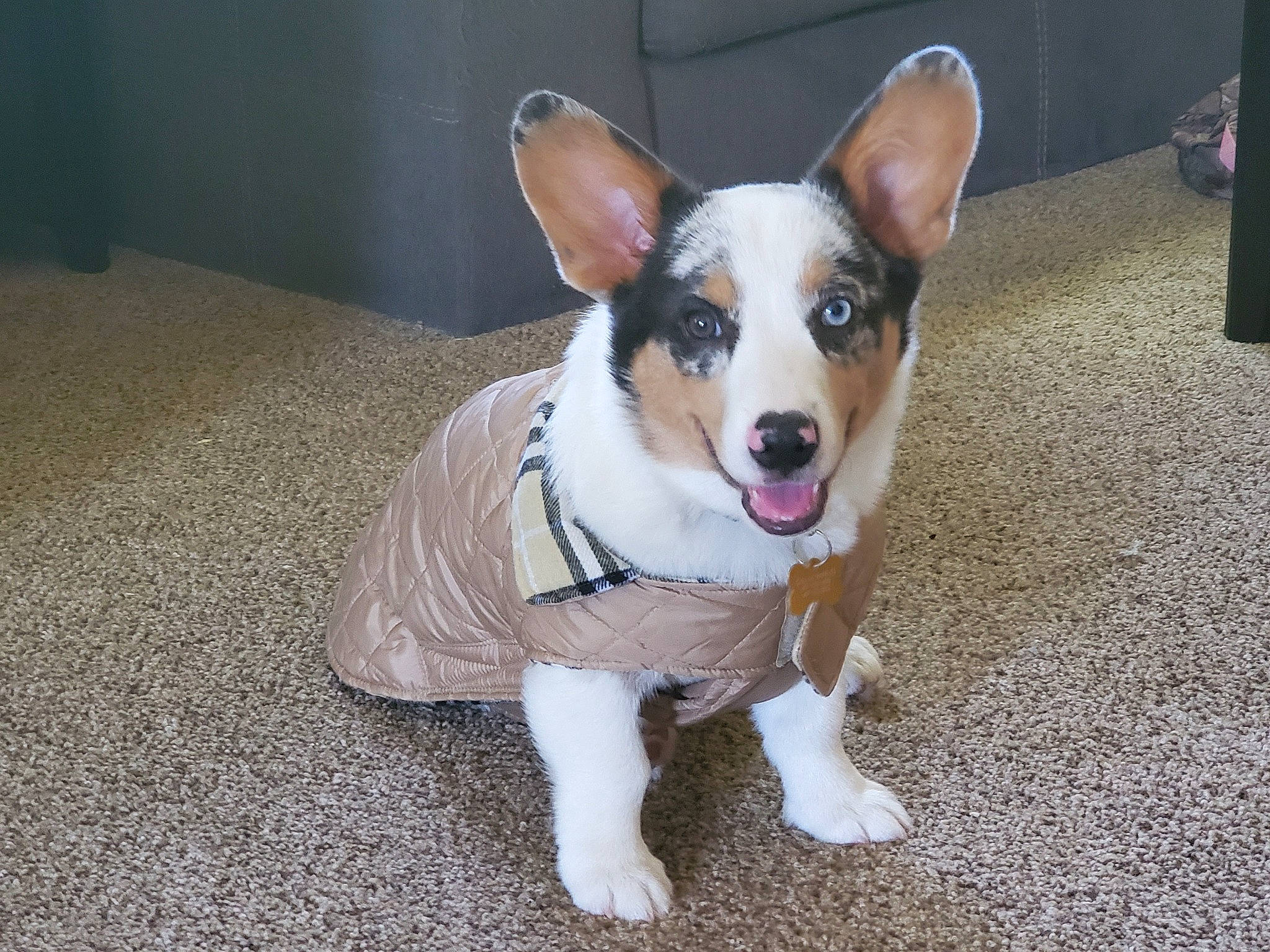 Maverick is registered to the contest to win money with this photo: canidae, cardigan_welsh_corgi, carnivore, companion_dog, corgi_chihuahua, dog, dog_breed, fawn, mammal, miniature_fox_terrier, pembroke_welsh_corgi, puppy, rare_breed_dog, rat_terrier, snout, sporting_group, teddy_roosevelt_terrier, tenterfield_terrier, vertebrate, welsh_corgi