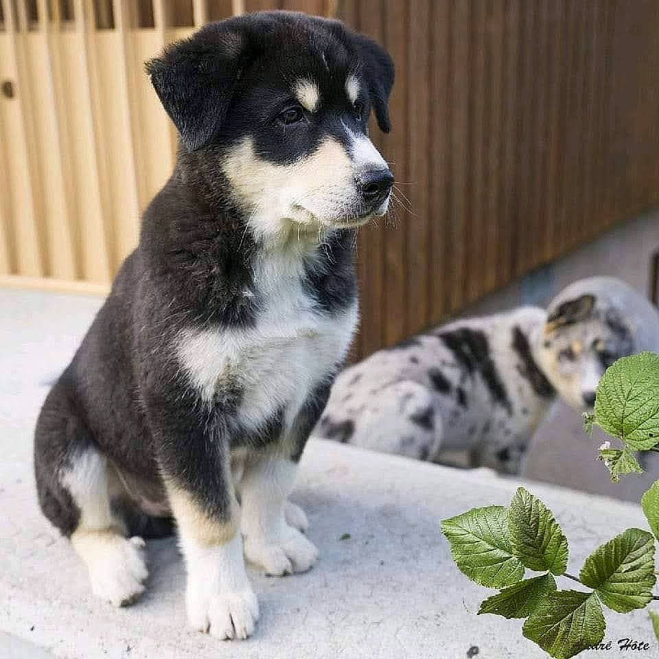 Gaso a rejoint le concours — aidez-le/la à gagner de superbes lots ! ancient_dog_breeds, canidae, carnivore, claw, companion_dog, dog, dog_breed, ferret, fur, lemur, non_sporting_group, paw, snout, sporting_group, tail, terrestrial_animal, toy, whiskers, working_animal, working_dog