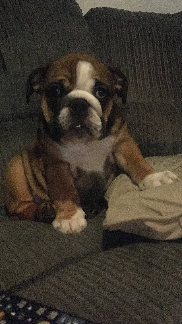 Diana joined the competition — help win amazing prizes! bored, bulldog, carnivore, comfort, companion_dog, dog, dog_breed, fawn, french_bulldog, hardwood, molosser, puppy_love, snout, terrestrial_animal, toy_dog, whiskers, window, wood, working_animal, wrinkle