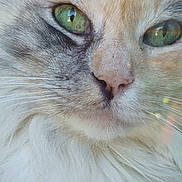 Gaïa a rejoint le concours — aidez-le/la à gagner de superbes lots ! cat, close_up, green_eyes, whiskers, fur, pet, animal, face, nose, fluffy, portrait, feline, cute, soft, indoor, detail, macro, expression, muzzle, calm