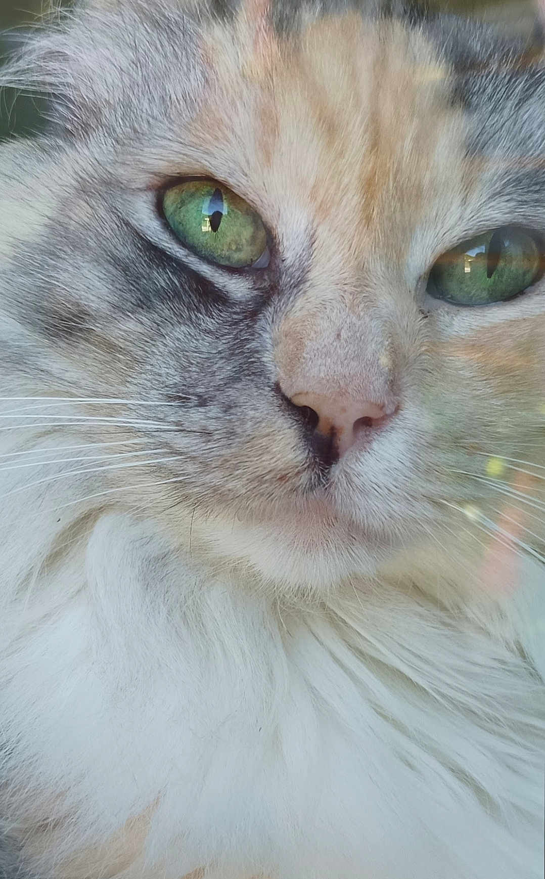 Gaïa a rejoint le concours — aidez-le/la à gagner de superbes lots ! cat, close_up, green_eyes, whiskers, fur, pet, animal, face, nose, fluffy, portrait, feline, cute, soft, indoor, detail, macro, expression, muzzle, calm