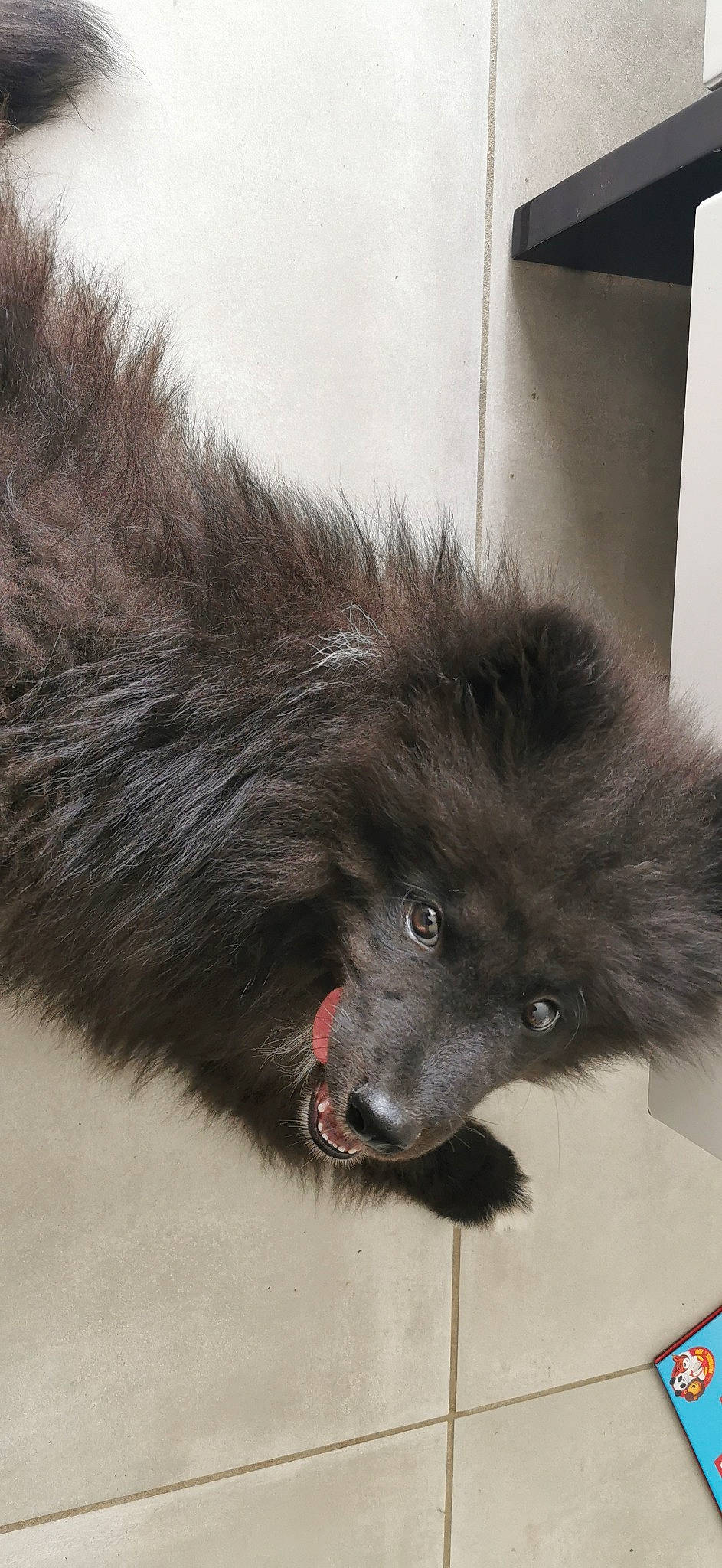 Falco a rejoint le concours — aidez-le/la à gagner de superbes lots ! ancient_dog_breeds, canidae, carnivore, companion_dog, dog, dog_breed, foot, fur, german_spitz, german_spitz_klein, keeshond, liver, non_sporting_group, snout, spitz, sporting_group, terrestrial_animal, working_animal, working_dog