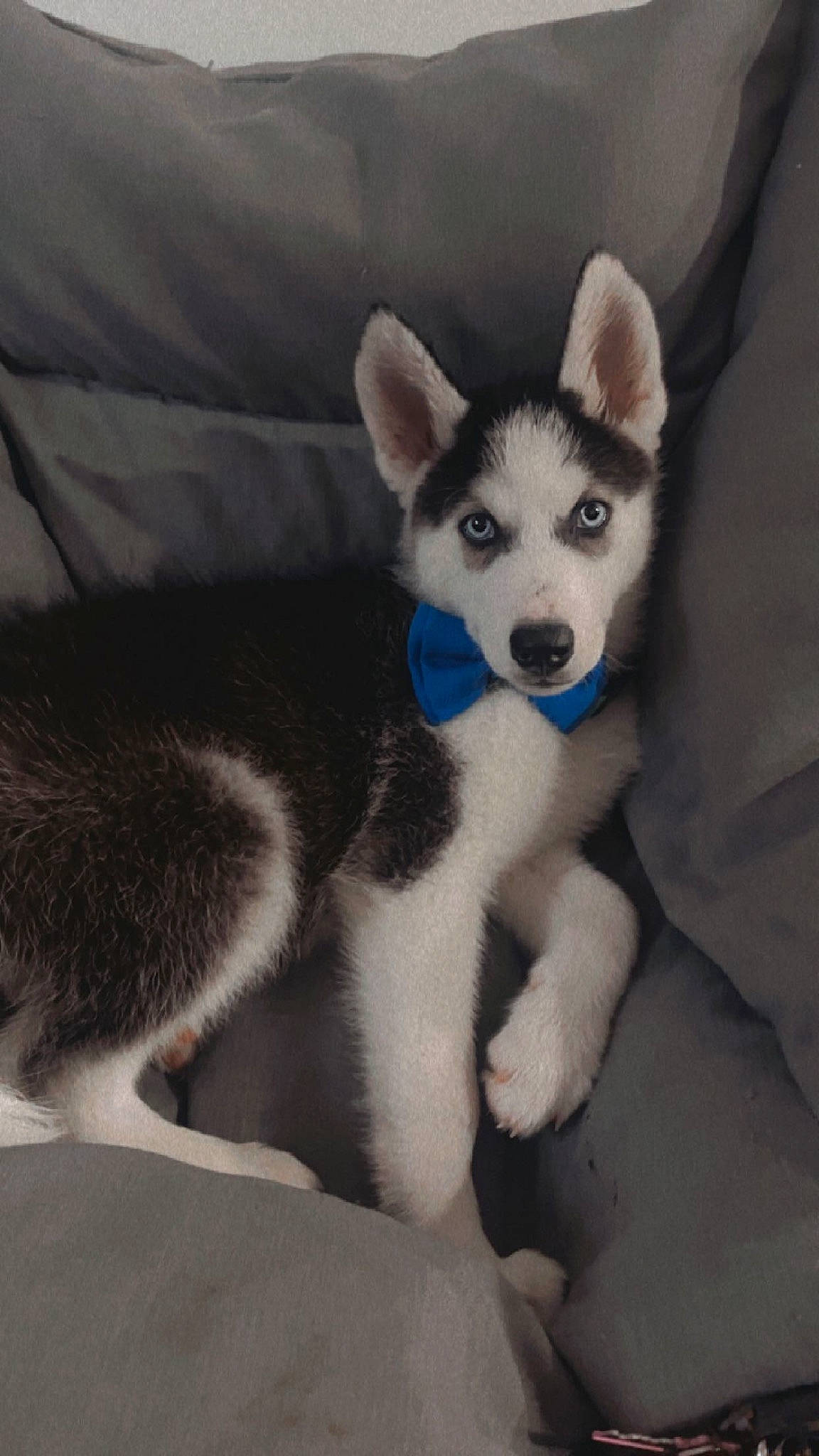 Azul joined the competition — help win amazing prizes! canidae, carnivore, companion_dog, dog, dog_breed, fur, non_sporting_group, sled_dog, snout, sporting_group, tail, terrestrial_animal, working_animal, working_dog