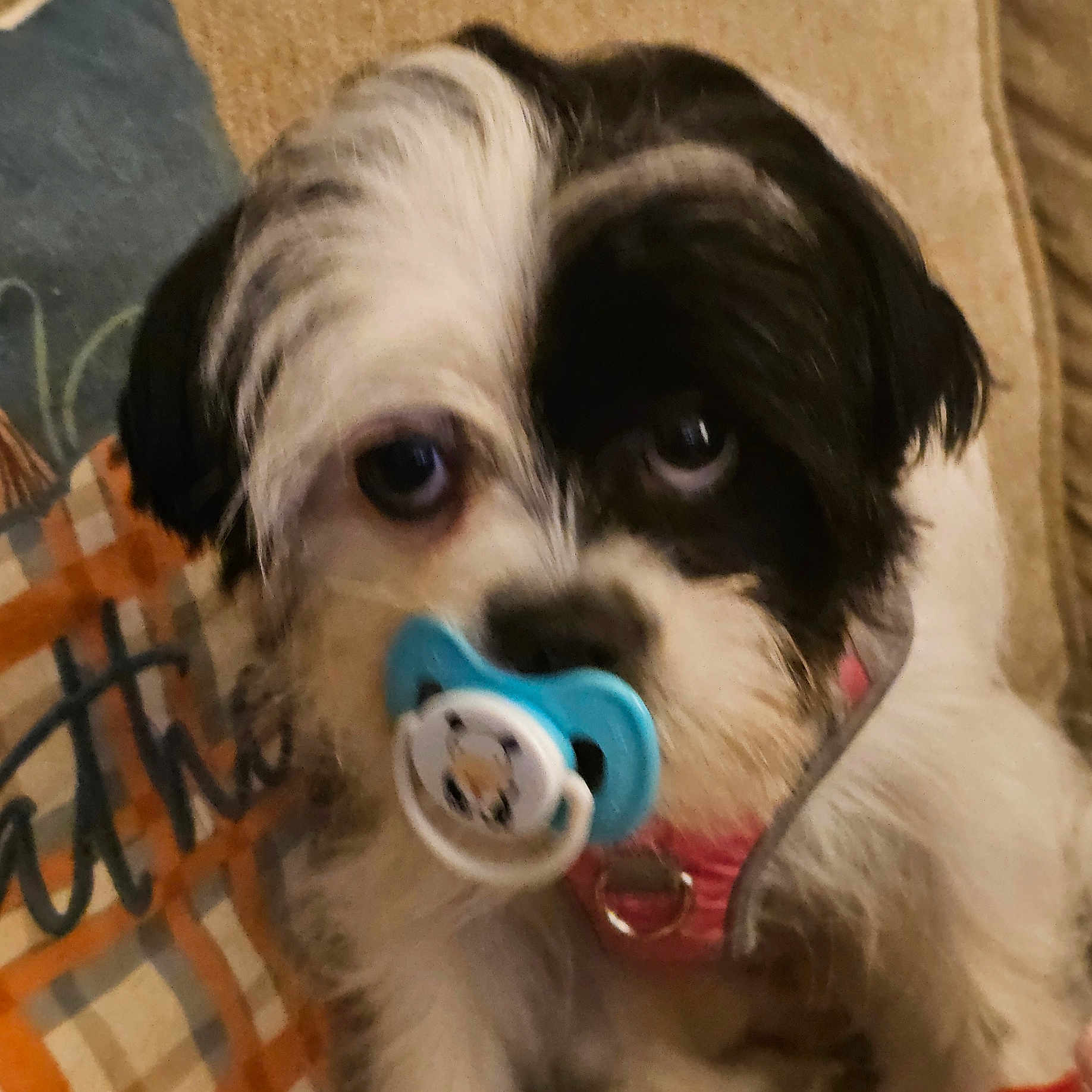 Sophia is registered to the contest to win money with this photo: affenpinscher, animal, canine, cockerspaniel, couch, cushion, dog, face, furniture, head, homedecor, papillon, person, pet, photography, poodle, portrait, puppy, terrier, whitedog
