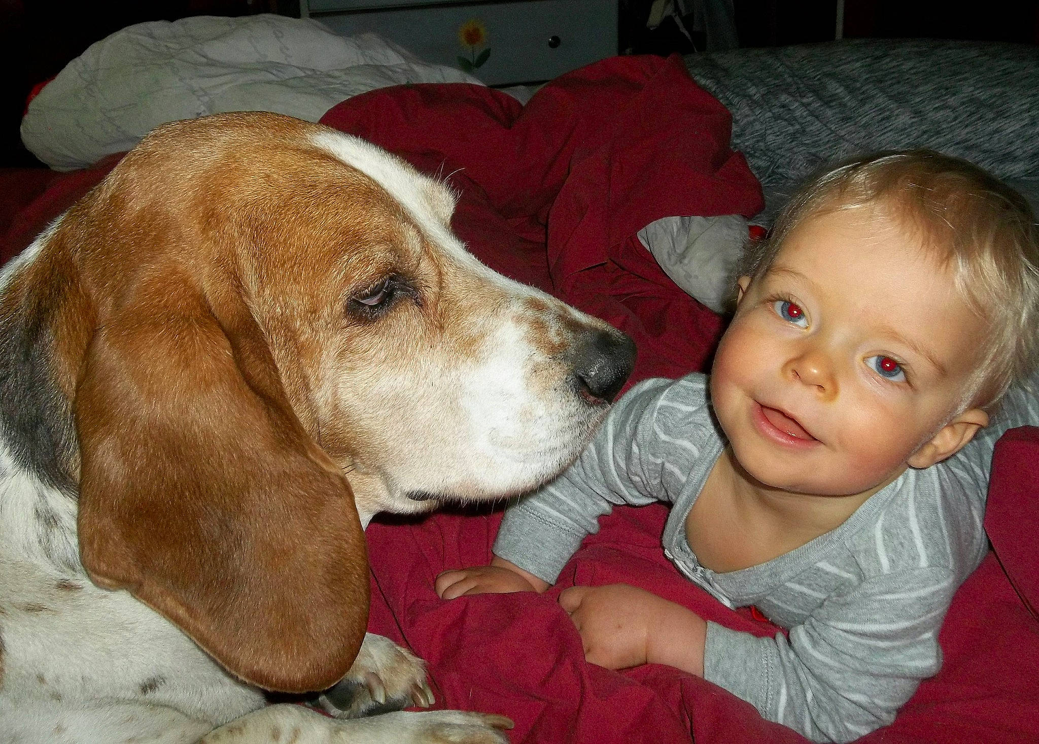 Creedence is registered to the contest to win money with this photo: american_foxhound, artois_hound, basset_artesien_normand, basset_hound, bracco_italiano, canidae, carnivore, companion_dog, dog, dog_breed, drever, finnish_hound, harrier, hound, mammal, person, pocket_beagle, puppy_love, scent_hound, schweizer_laufhund