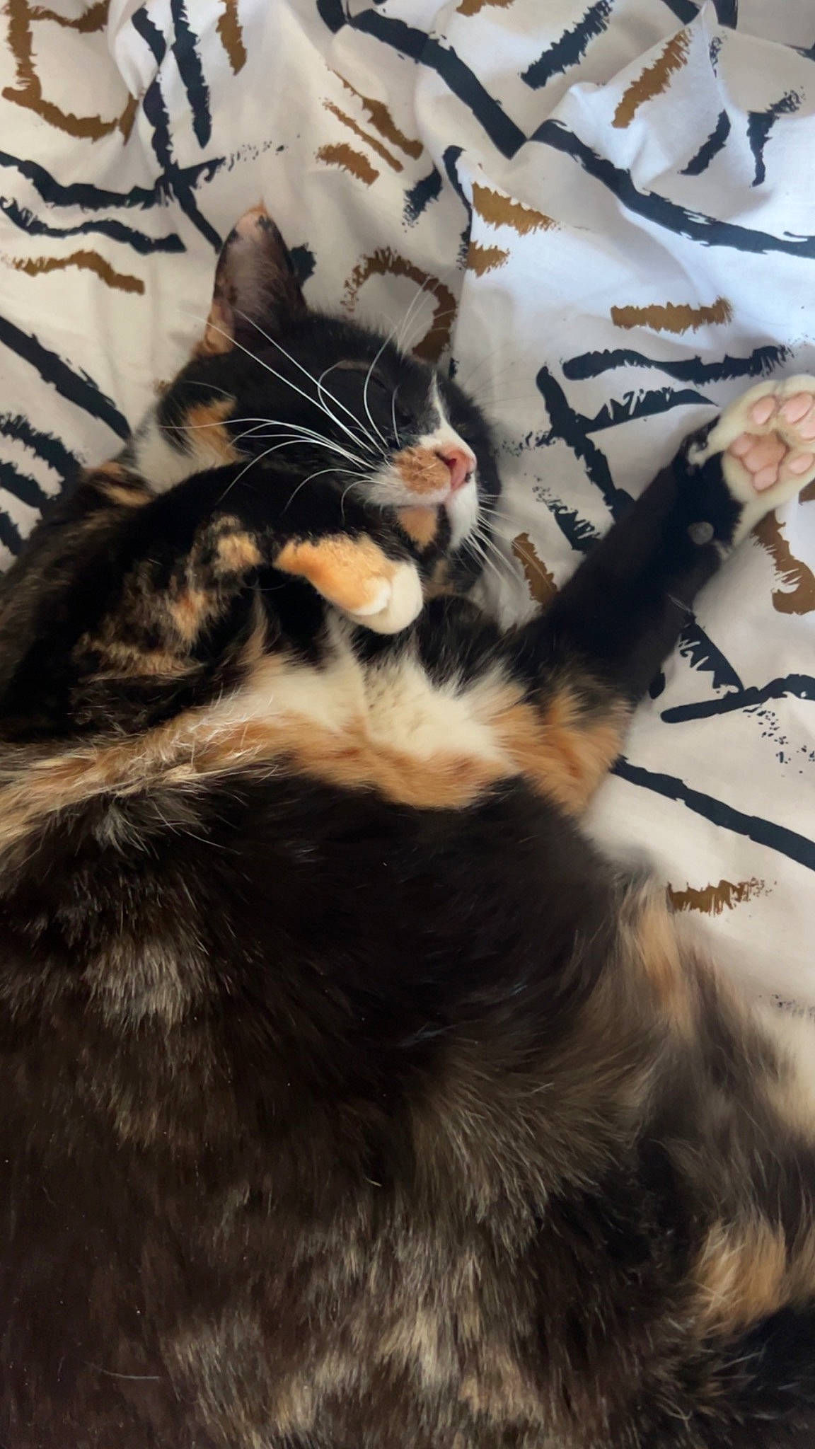 Théodore participe au concours pour gagner de l'argent avec cette photo : bed, carnivore, cat, claw, comfort, domestic_short_haired_cat, felidae, fur, linens, nap, pattern, paw, plant, shadow, small_to_medium_sized_cats, snout, tail, terrestrial_animal, tree, whiskers