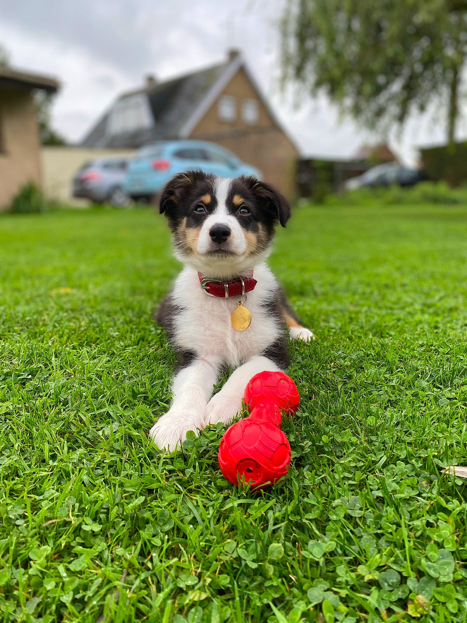 Rio a rejoint le concours — aidez-le/la à gagner de superbes lots ! canidae, carnivore, cavachon, cavalier_king_charles_spaniel, companion_dog, dog, dog_breed, grass, mammal, miniature_australian_shepherd, puppy, rare_breed_dog, sporting_group, vertebrate