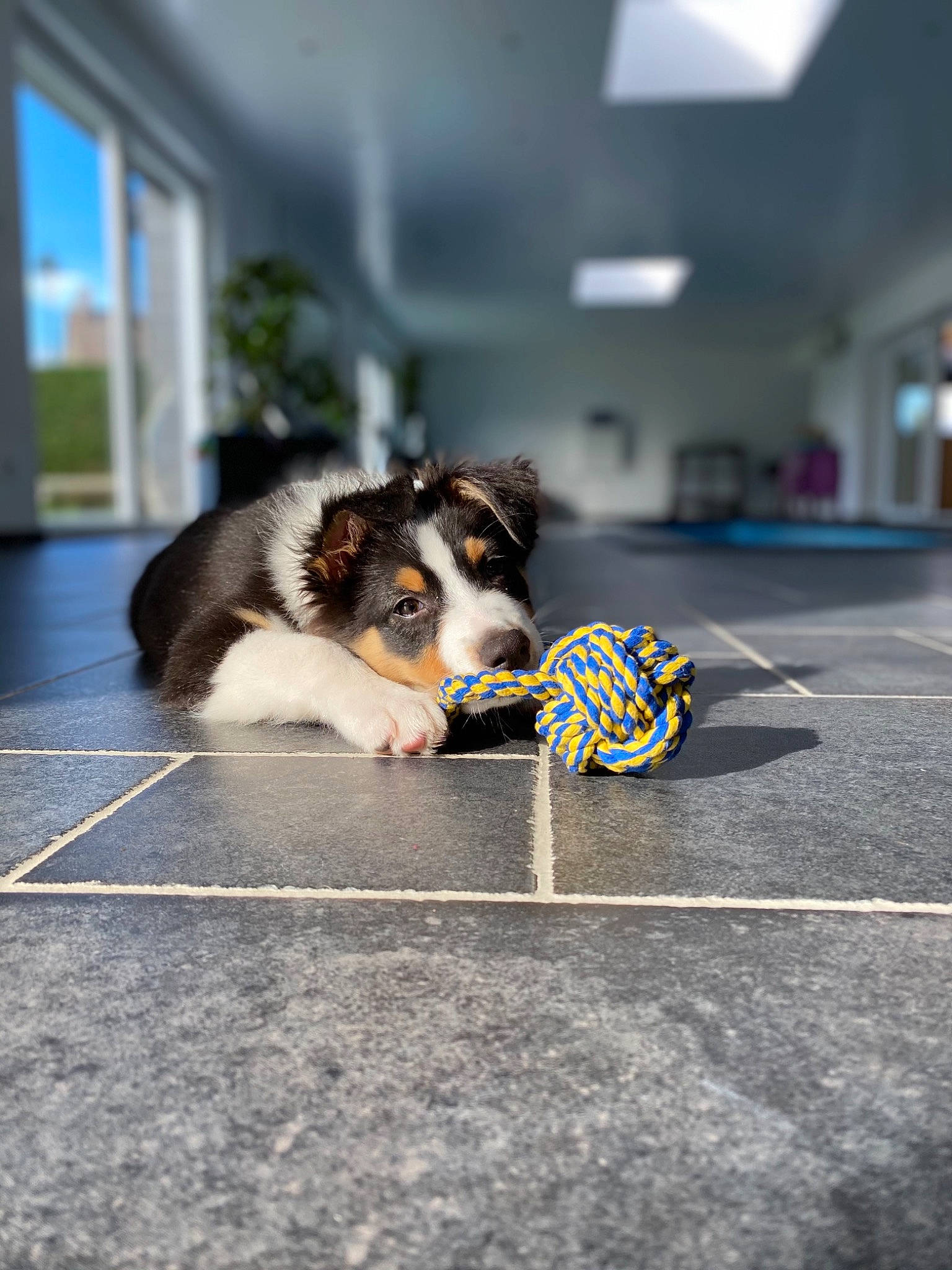 Rio a rejoint le concours — aidez-le/la à gagner de superbes lots ! australian_shepherd, ball, bernese_mountain_dog, canidae, carnivore, dog, dog_agility, dog_breed, flyball, puppy, shetland_sheepdog, snout, tennis_ball, working_dog