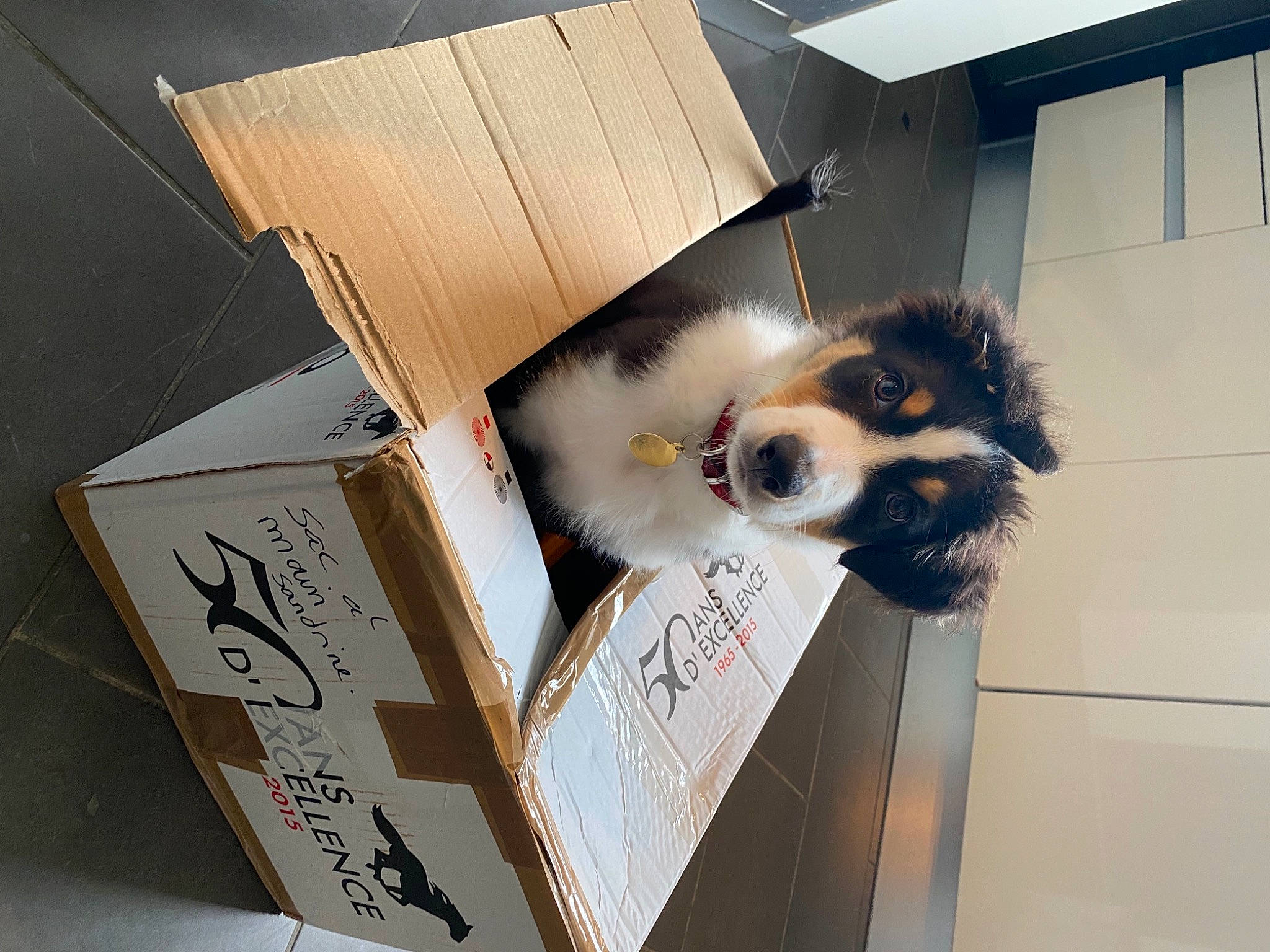 Rio participe au concours pour gagner de l'argent avec cette photo : box, canidae, cardboard, carnivore, companion_dog, packaging_and_labeling, sporting_group