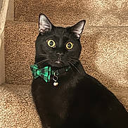 Johnny Depp joined the competition — help win amazing prizes! black_cat, cat, pet, stairs, carpet, wide_eyes, bow_tie, indoor, animal, feline, alert, collar, domestic_cat, looking, portrait, whiskers, ears, fur, sitting, closeup