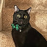 black_cat, cat, pet, stairs, carpet, wide_eyes, bow_tie, indoor, animal, feline, alert, collar, domestic_cat, looking, portrait, whiskers, ears, fur, sitting, closeup