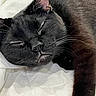 Johnny Depp joined the competition — help win amazing prizes! cat, black_cat, sleeping, pet, animal, feline, whiskers, fur, closeup, cozy, blanket, resting, cute, indoor, domestic_animal, relaxed, face, paw, soft, napping