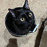 Johnny Depp joined the competition — help win amazing prizes! black_cat, cat, bucket, yellow_eyes, indoor, carpet, pet, animal, feline, curious, whiskers, ears, looking_up, domestic_cat, cute, sitting, household, shadow, close_up, black_fur