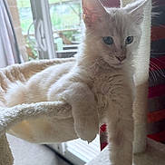 Aaron a rejoint le concours — aidez-le/la à gagner de superbes lots ! animal, cat, cozy, cute, daylight, domestic, ears, feline, fur, hammock, home, indoor, light_fur, paw, pet, relaxing, resting, soft, whiskers, window