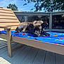 dog, lounging, deck_chair, blue_towel, wooden_deck, sunlight, outdoor, daytime, sky, tree, shade, relaxed, pet, animal, resting, summer, canine, nature, backyard, fence
