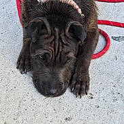 Perla participe au concours pour gagner de l'argent avec cette photo : animal, black_fur, canine, close_up, collar, companion, concrete, dog, domestic_animal, ears, fur, head, leash, nose, outdoor, paw, pet, quiet, relaxed, resting