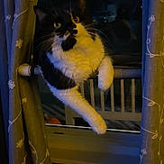 Hilda joined the competition — help win amazing prizes! cat, black_and_white, window, curtain, night, indoor, pet, animal, whiskers, yellow_eyes, feline, curious, perched, rod, cozy, dark, looking, climbing, home, domestic