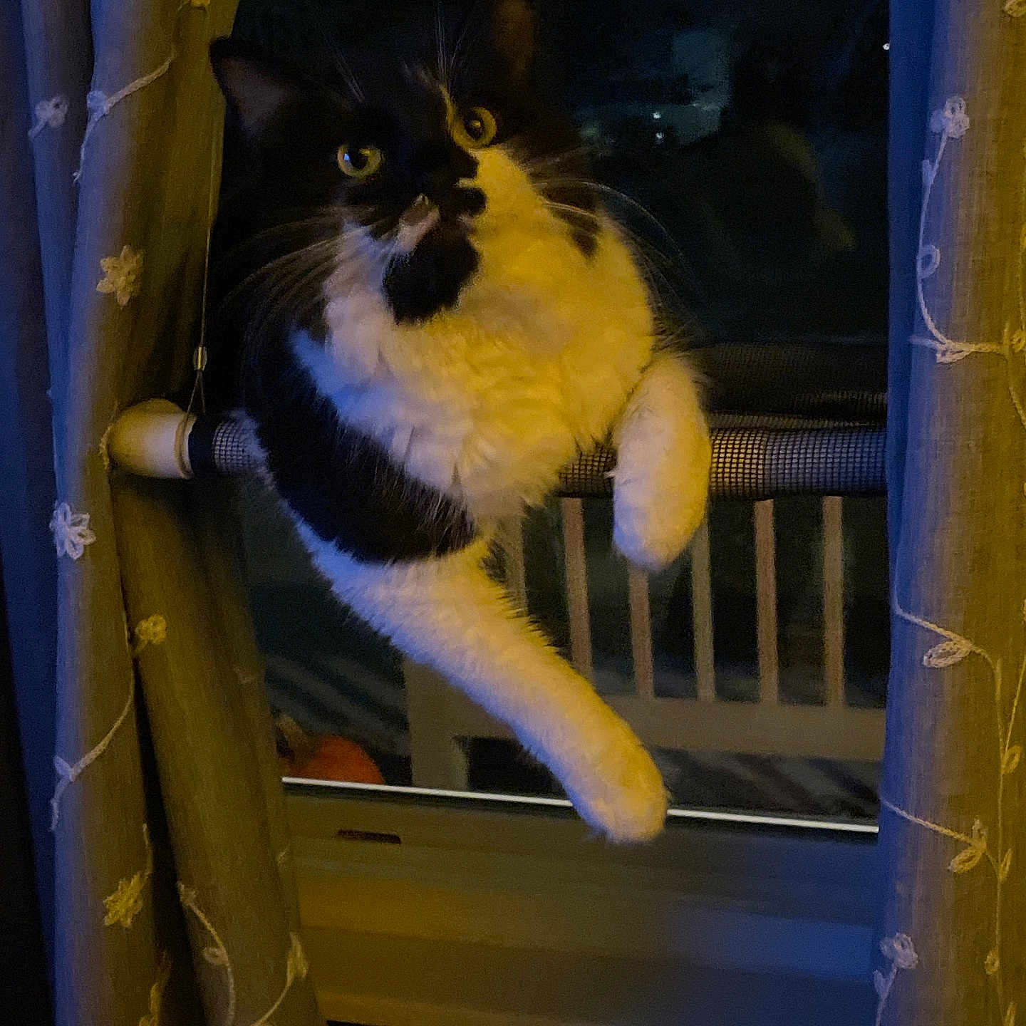 Hilda joined the competition — help win amazing prizes! animal, black_and_white, cat, climbing, cozy, curious, curtain, dark, domestic, feline, home, indoor, looking, night, perched, pet, rod, whiskers, window, yellow_eyes