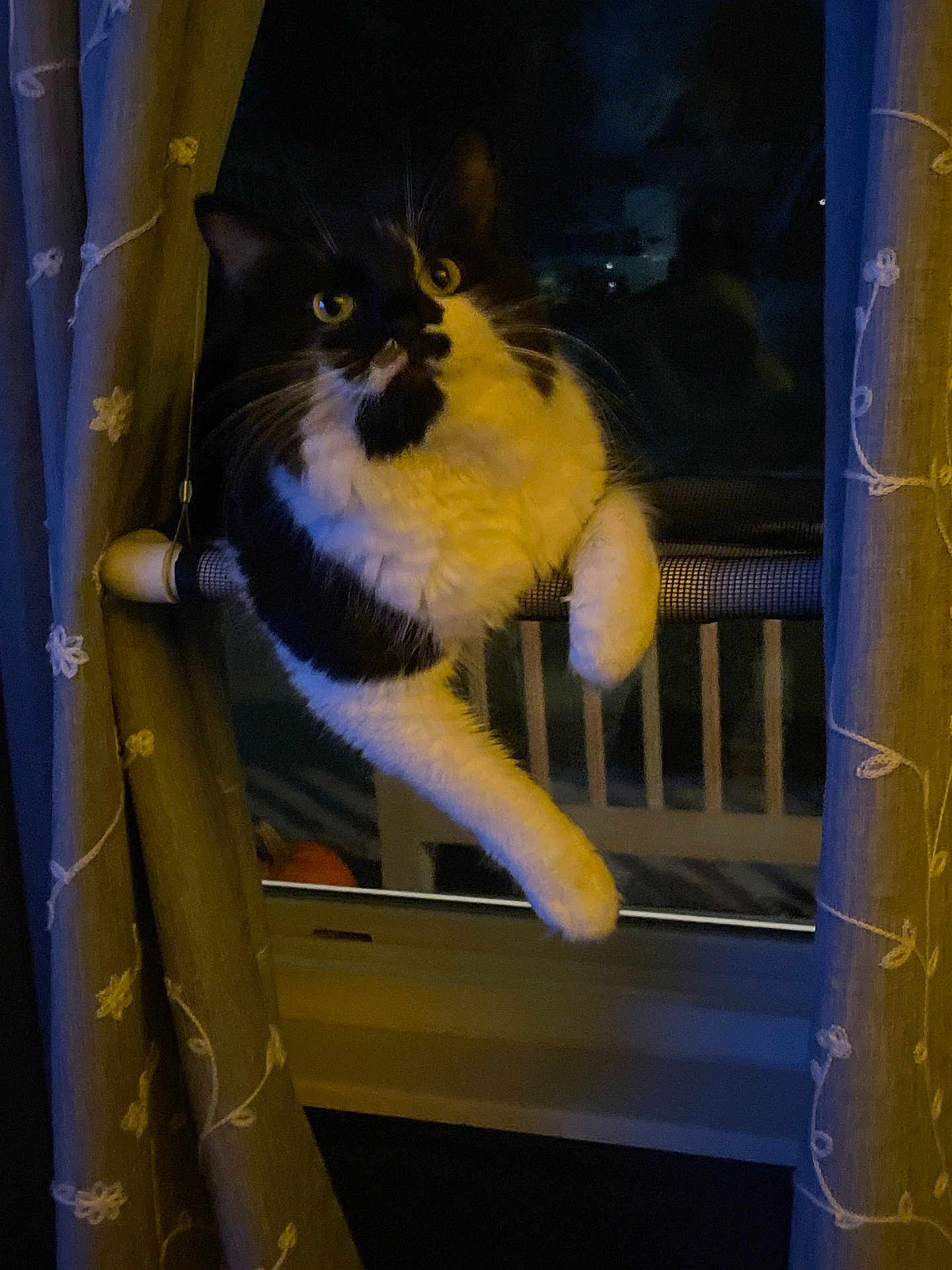 Hilda joined the competition — help win amazing prizes! cat, black_and_white, window, curtain, night, indoor, pet, animal, whiskers, yellow_eyes, feline, curious, perched, rod, cozy, dark, looking, climbing, home, domestic
