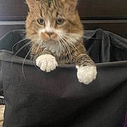 Cobweb joined the competition — help win amazing prizes! cat, tabby, white_paws, fabric_container, black_bag, furniture, indoor, pet, animal, whiskers, ears, curious, drapery, domestic_cat, household, darker_background, soft_texture, close_up, feline, resting
