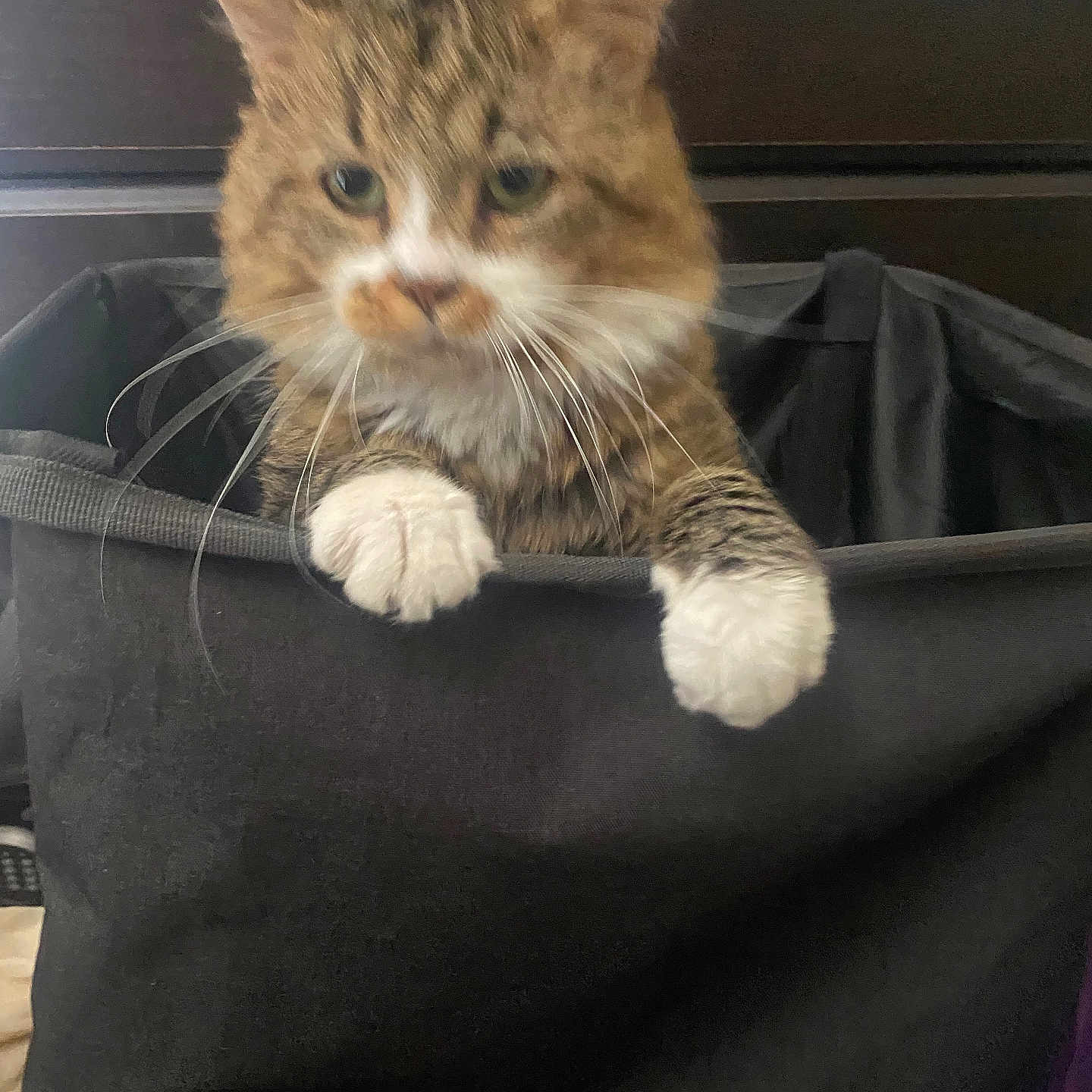 Cobweb joined the competition — help win amazing prizes! animal, black_bag, cat, close_up, curious, darker_background, domestic_cat, drapery, ears, fabric_container, feline, furniture, household, indoor, pet, resting, soft_texture, tabby, whiskers, white_paws