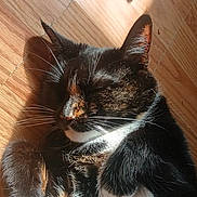 Pretty is registered to the contest to win money with this photo: cat, tuxedo_cat, tortoiseshell, sleeping, whiskers, indoor, wooden_floor, sunlight, shadow, paws, fur, close_up, pet, relaxing, nap, cute, mammal, portrait, cozy, household
