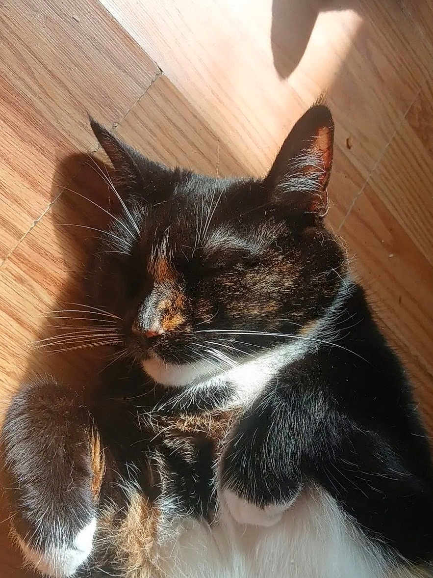 Pretty is registered to the contest to win money with this photo: cat, tuxedo_cat, tortoiseshell, sleeping, whiskers, indoor, wooden_floor, sunlight, shadow, paws, fur, close_up, pet, relaxing, nap, cute, mammal, portrait, cozy, household