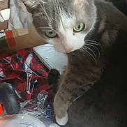 Super Miew is registered to the contest to win money with this photo: cat, pet, green_eyes, whiskers, fur, indoor, close_up, portrait, plaid_blanket, plastic_bag, packaging, laptop, paw, ear, nose, curious, household_item, blurred_background, remote_control, cozy_scene