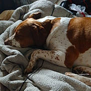Oakley is registered to the contest to win money with this photo: dog, sleeping_dog, brown_and_white, blanket, cozy, indoor, pet, nap, paw, ear, muzzle, spots, close_up, bedding, cord, tiktok_watermark, relaxed, home, soft_texture, resting