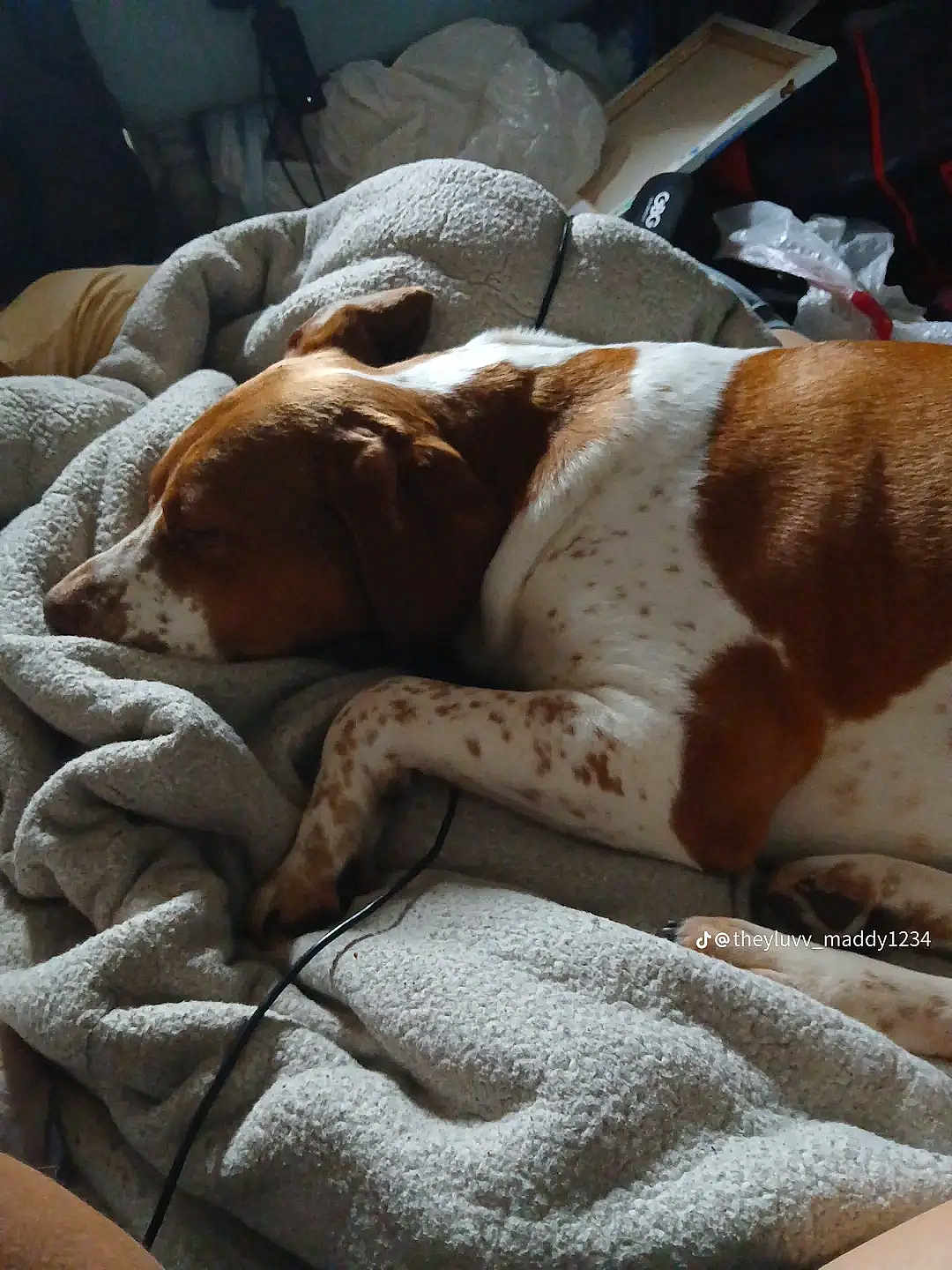 Oakley is registered to the contest to win money with this photo: dog, sleeping_dog, brown_and_white, blanket, cozy, indoor, pet, nap, paw, ear, muzzle, spots, close_up, bedding, cord, tiktok_watermark, relaxed, home, soft_texture, resting
