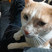 Missi Fuse joined the competition — help win amazing prizes! cat, orange_cat, white_cat, close_up, whiskers, paw, lap, indoor, living_room, sneaker, floor, furniture, portrait, eyes, nose, fur, pet, cozy, human_legs, blurred_background