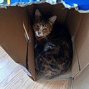 Baby joined the competition — help win amazing prizes! cat, tabby, cardboard_box, curled_up, indoor, hardwood_floor, pet, cozy, box_flap, whiskers, ears, feline, curious, looking_at_camera, sitting, home, cardboard, sleepy, small_space, fur