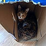 cat, tabby, cardboard_box, curled_up, indoor, hardwood_floor, pet, cozy, box_flap, whiskers, ears, feline, curious, looking_at_camera, sitting, home, cardboard, sleepy, small_space, fur