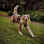 Venom a rejoint le concours — aidez-le/la à gagner de superbes lots ! dog, running, grass, outdoor, park, leash, toy, happy, playful, canine, nature, greenery, animal, active, pet, daylight, fur, movement, excited, summer