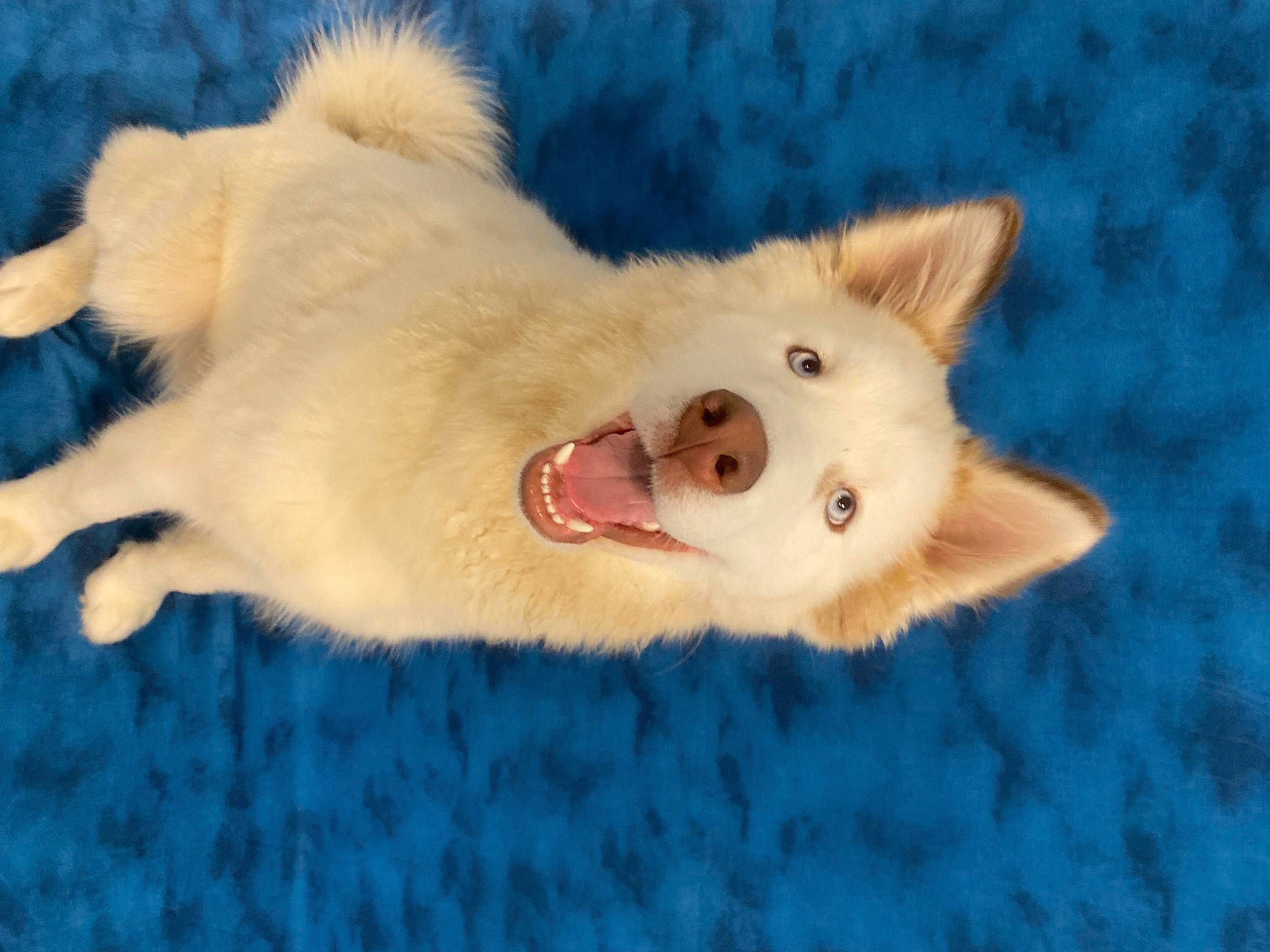 Fennec is registered to the contest to win money with this photo: canidae, carnivore, collar, companion_dog, dog, dog_breed, fang, fawn, felidae, fur, jaw, paw, samoyed, small_to_medium_sized_cats, snout, spitz, sporting_group, tail, terrestrial_animal, whiskers