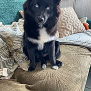Vanille participe au concours pour gagner de l'argent avec cette photo : dog, black_dog, blue_eyes, sitting, couch, pillows, indoor, furniture, pet, fur, looking, attentive, cozy, living_room, home, animal, cute, companion, domestic, portrait