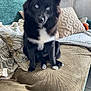 dog, black_dog, blue_eyes, sitting, couch, pillows, indoor, furniture, pet, fur, looking, attentive, cozy, living_room, home, animal, cute, companion, domestic, portrait