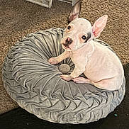 Dena joined the competition — help win amazing prizes! dog, puppy, white_dog, pet, cushion, round_cushion, carpet, indoor, cute, ears, small_dog, looking_up, animal, pet_bed, floor, domestic_animal, fur, companion, sitting, home