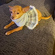 Diamond is registered to the contest to win money with this photo: animal, chihuahua, clothing, couch, cute, dog, ears, furniture, indoor, lace, paw, pet, plaid_skirt, relaxed, resting, small_dog, sweater, tail, tan_dog, textured_surface