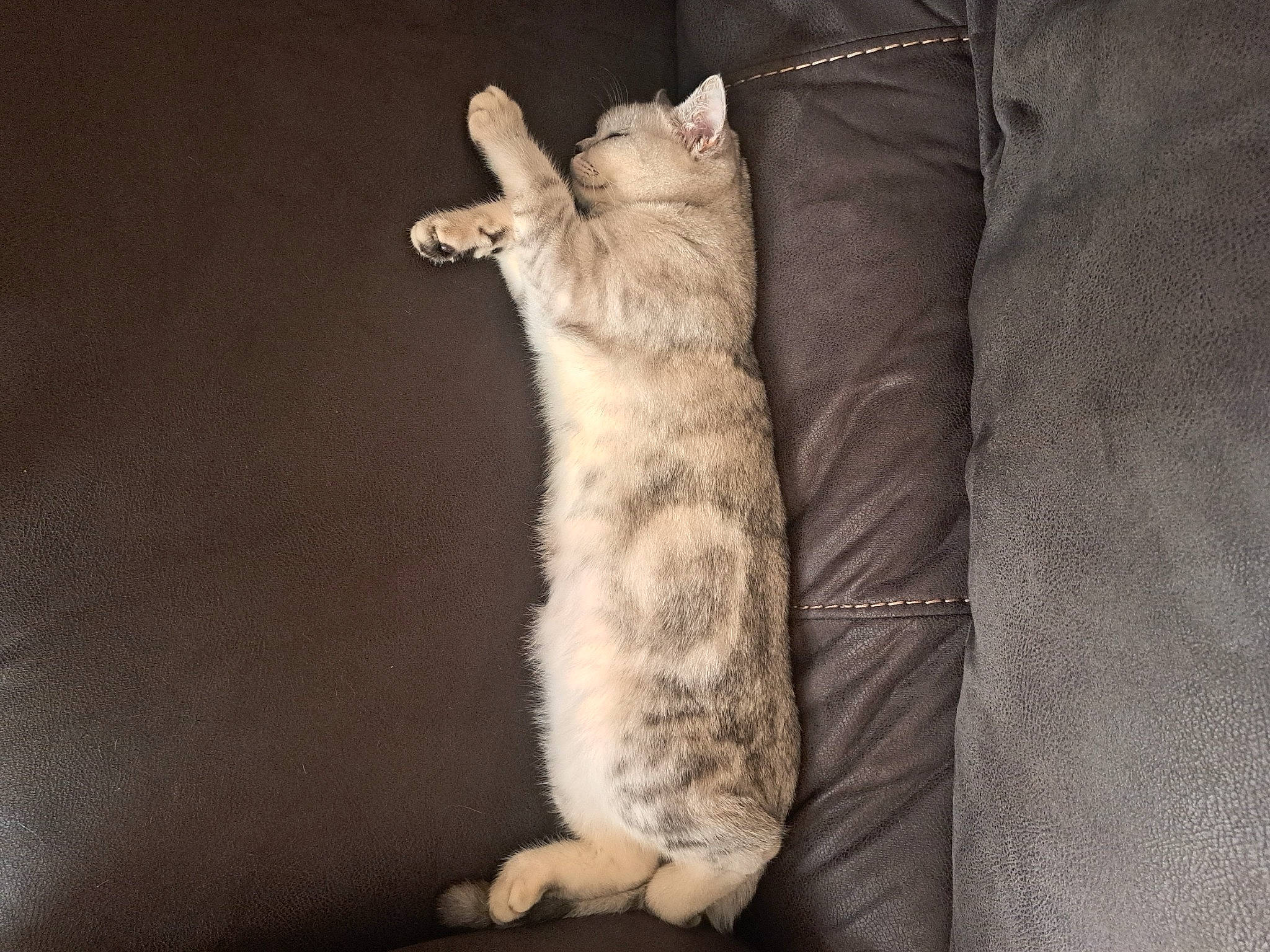 King Arthur is registered to the contest to win money with this photo: carnivore, cat, claw, comfort, domestic_short_haired_cat, felidae, fur, gesture, paw, small_to_medium_sized_cats, tail, whiskers, window