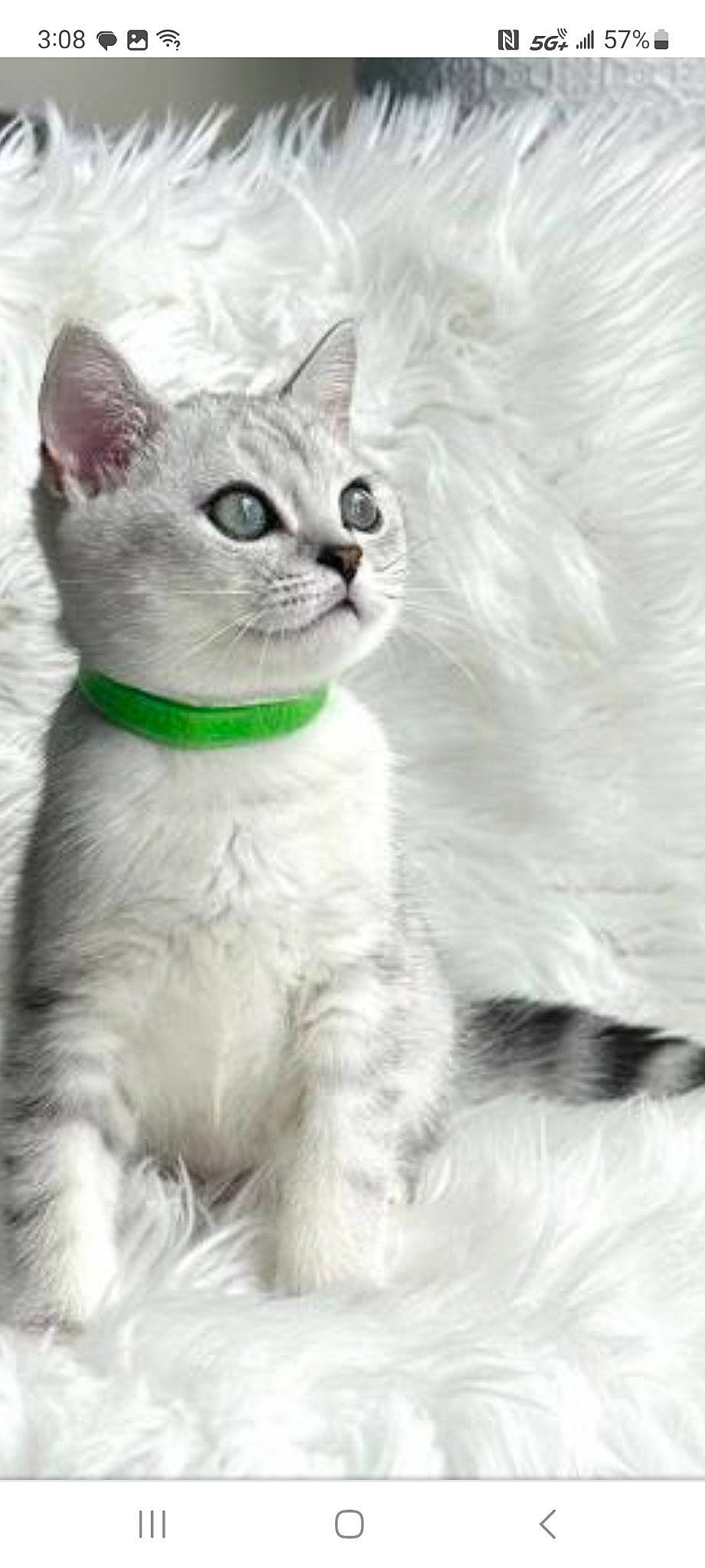 King Arthur joined the competition — help win amazing prizes! carnivore, cat, claw, domestic_short_haired_cat, eye, felidae, fur, monochrome_photography, paw, photo_caption, sitting, small_to_medium_sized_cats, snout, tail, terrestrial_animal, whiskers, window