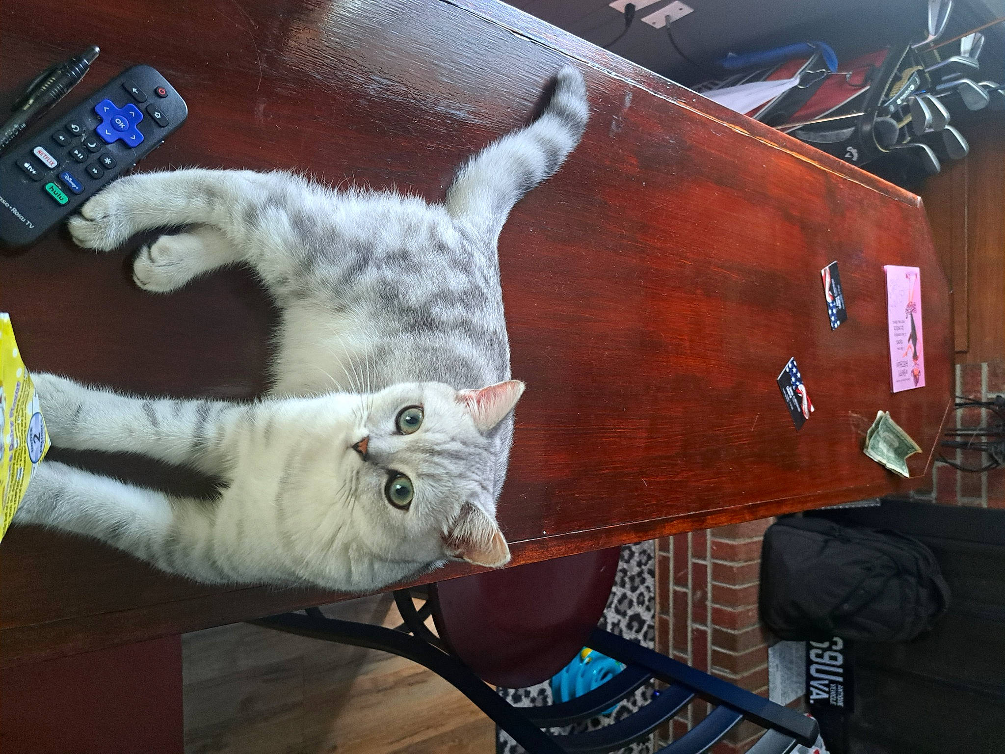 King Arthur is registered to the contest to win money with this photo: carnivore, cat, claw, collar, domestic_short_haired_cat, felidae, fur, paw, remote_control, small_to_medium_sized_cats, tail, whiskers, wood