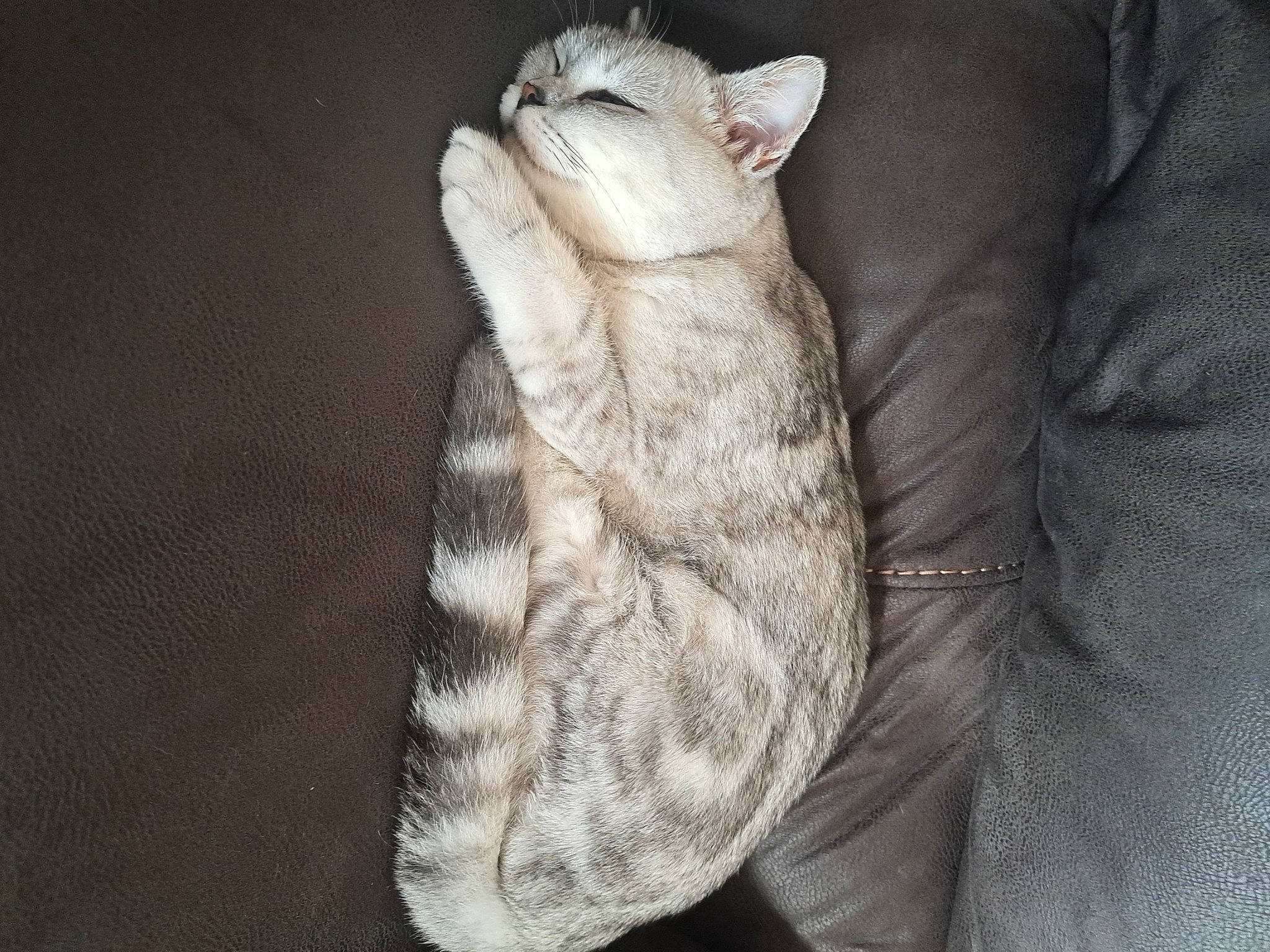 King Arthur joined the competition — help win amazing prizes! claw, comfort, fawn, felidae, fish, foot, fur, gesture, insect, nail, paw, rodent, small_to_medium_sized_cats, stuffed_toy, tail, terrestrial_animal, whiskers, wing, woolen