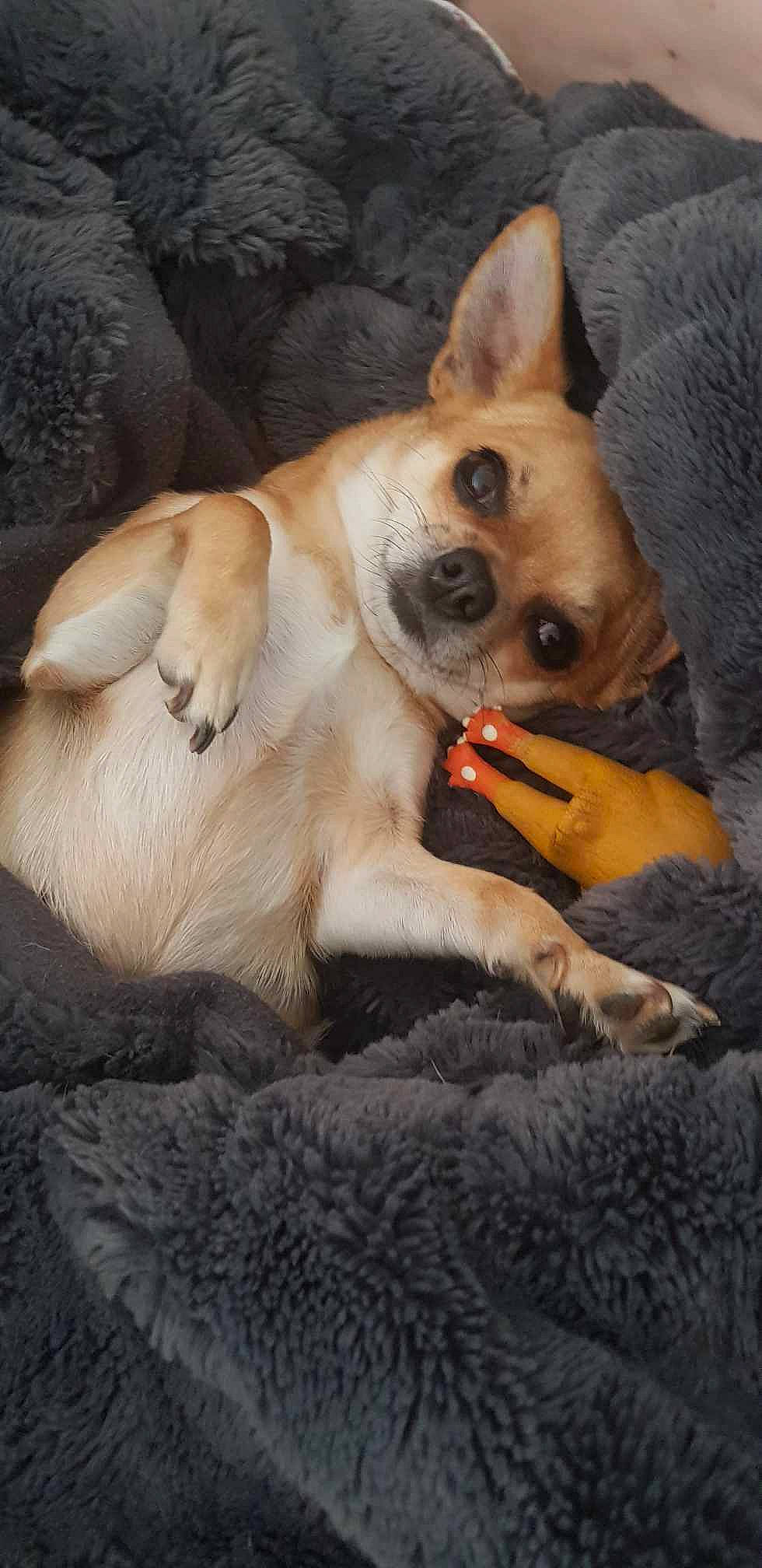 Nikita participe au concours pour gagner de l'argent avec cette photo : canidae, carnivore, comfort, companion_dog, dog, dog_bed, dog_breed, dog_supply, fawn, felidae, fur, nap, paw, snout, sporting_group, tail, terrestrial_animal, toy_dog, whiskers, wildlife